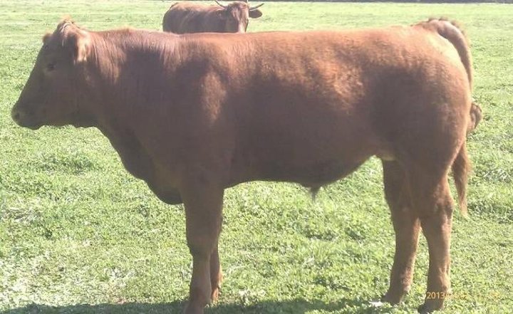 Locally Raised Beef