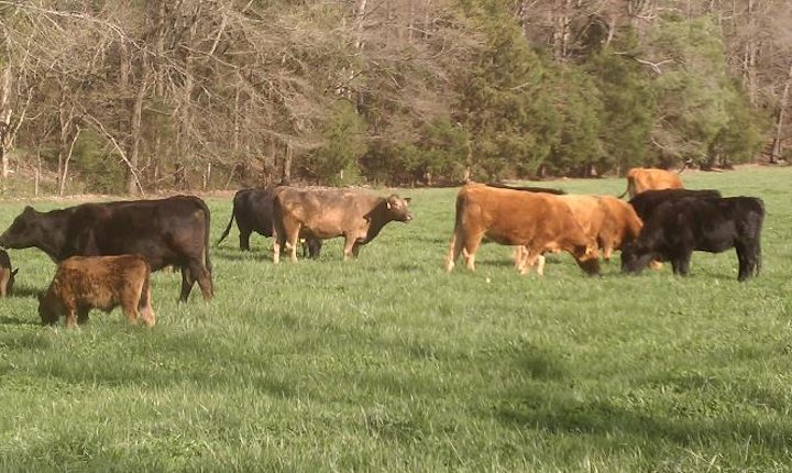 Naturally Pastured Beef